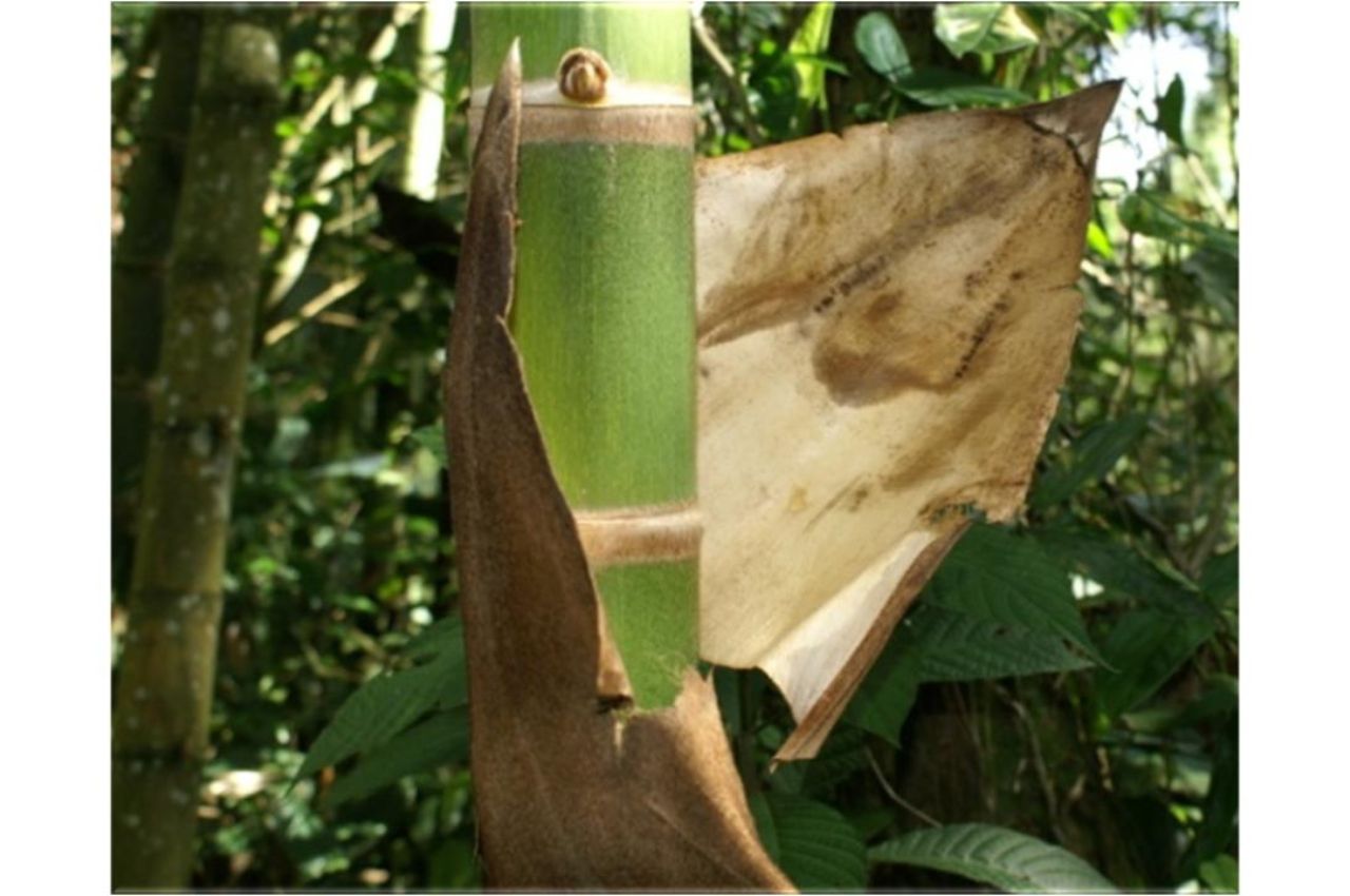 La UAM investiga en el uso de fibras de bambú 