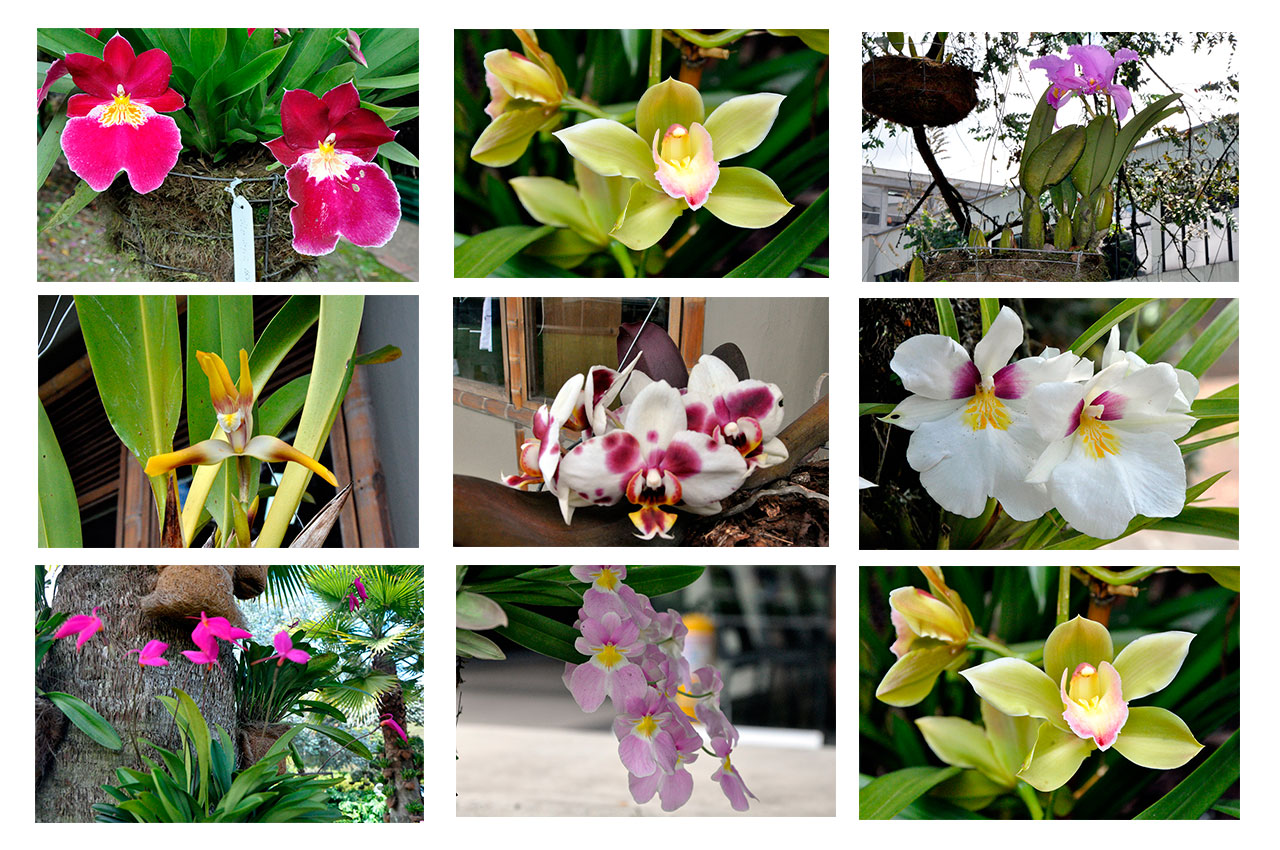 Orquideas UAM Orquideas UAM