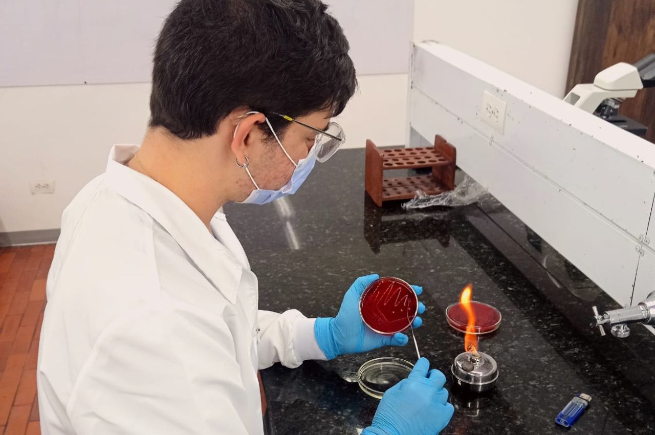 Estudio de las Hojas de mango o mangifera Científico estudia las hojas de mango en su laboratorio