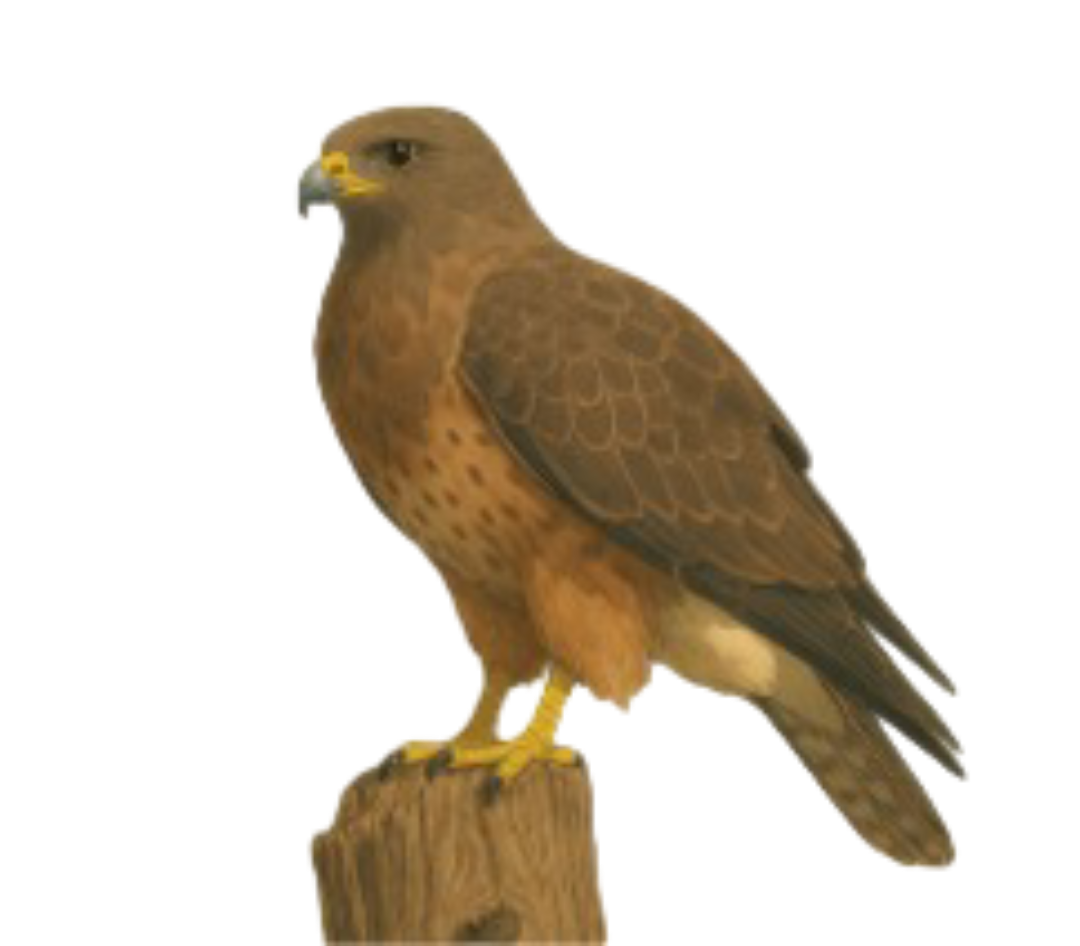 Ilustración de un gavilán