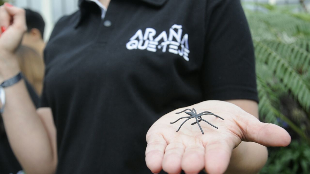 Araña