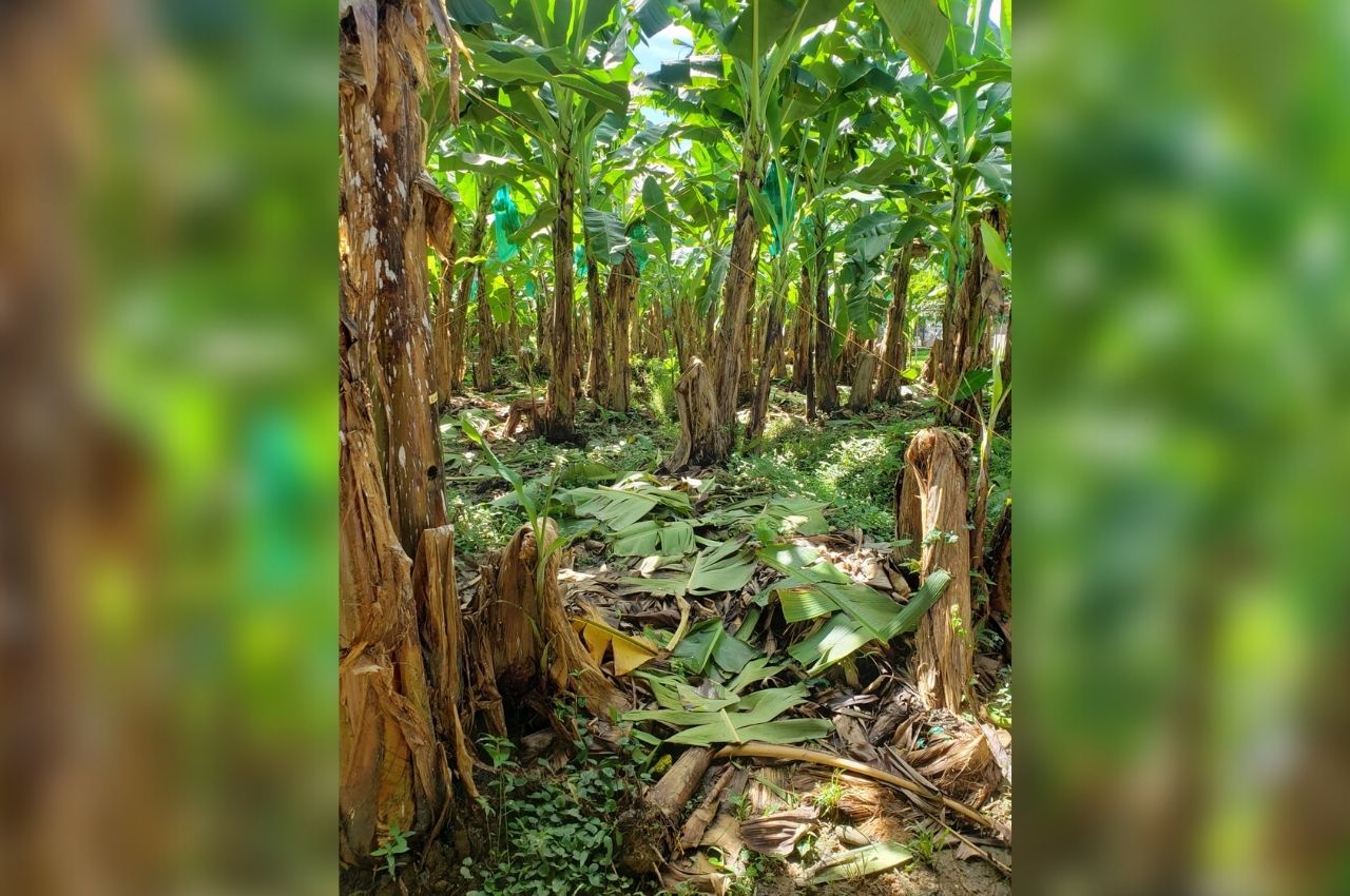 Cultivos en Urabá