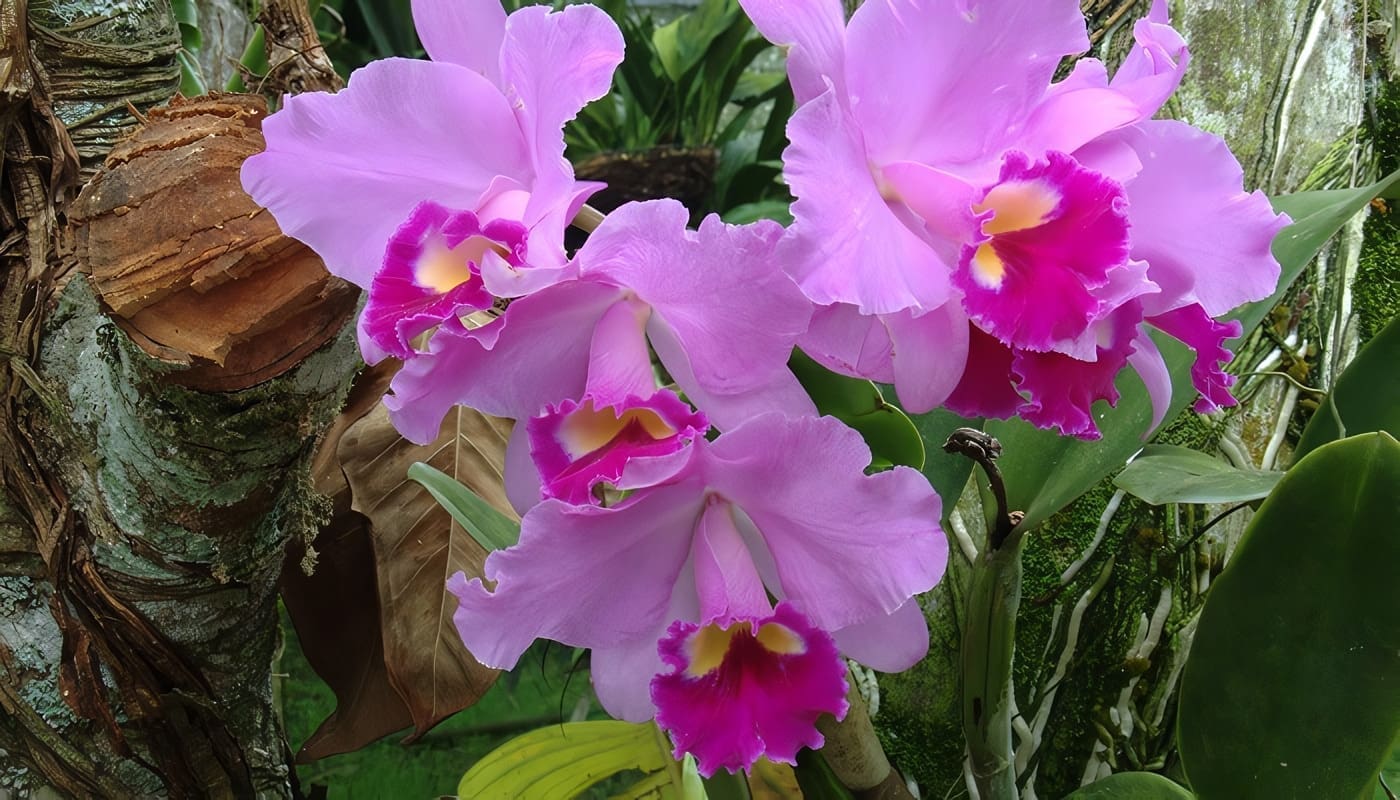 Orquídea epífita creciendo sobre un tronco en un ecosistema tropical