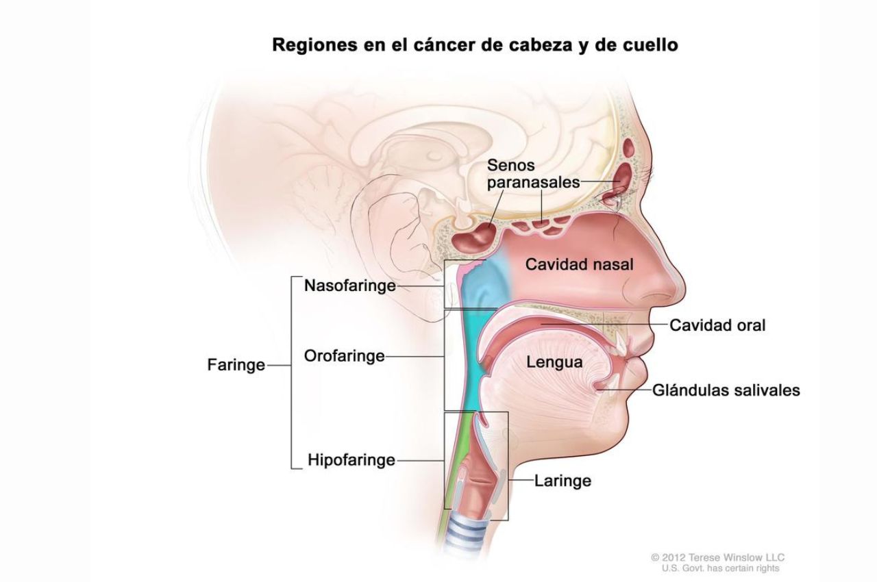 Regiones en las que se presenta el cáncer de cabeza y cuello