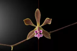 Orquídea