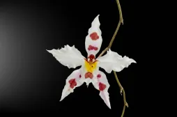 ¿De dónde vienen los nombres de las orquídeas?
