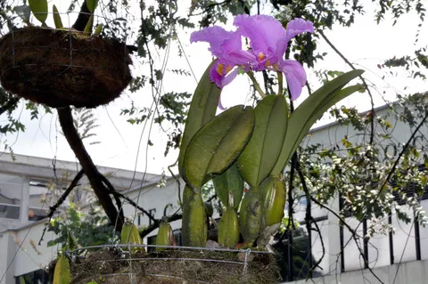 Orquideas UAM