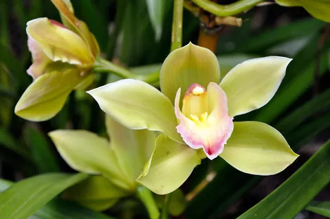 Orquideas UAM