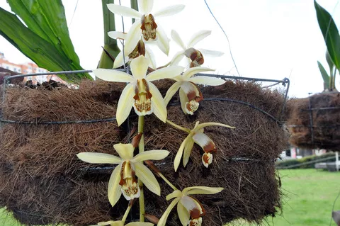 Orquideas UAM