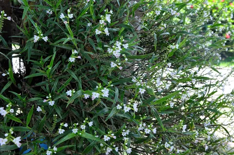 Orquideas UAM