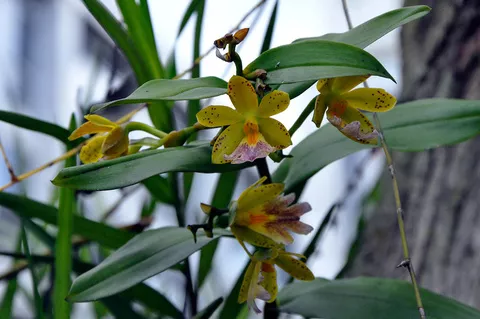 Orquideas UAM