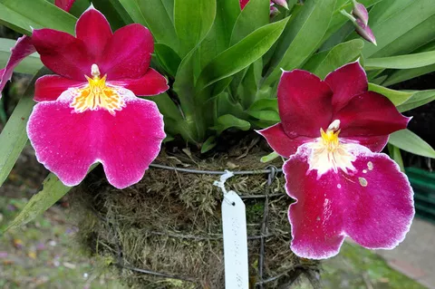 Orquideas UAM