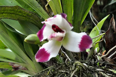 Orquideas UAM