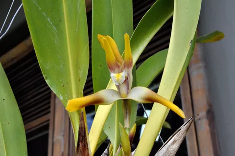 Orquideas UAM