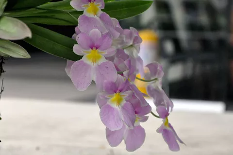 Orquideas UAM