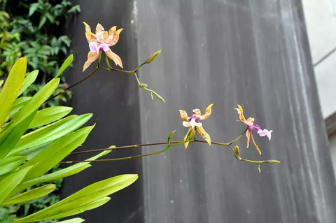 Orquideas UAM