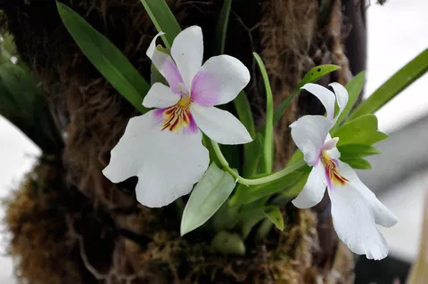 Orquideas UAM