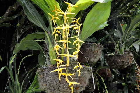 Orquideas UAM