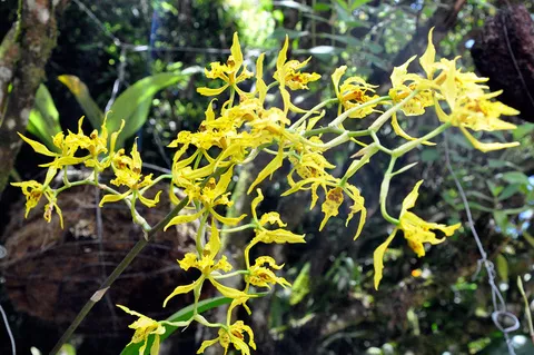 Orquideas UAM