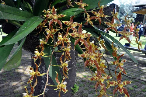 Orquideas UAM