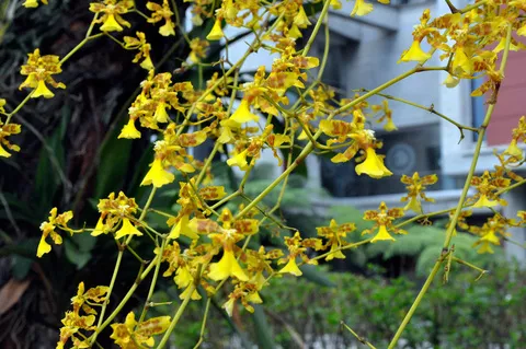 Orquideas UAM