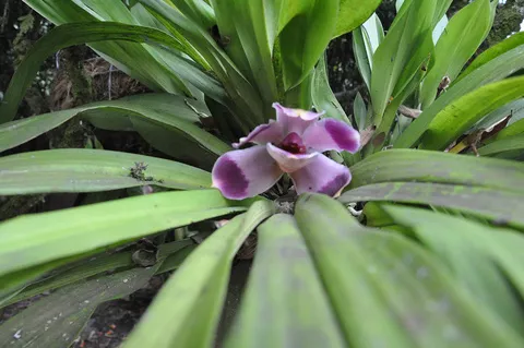 Orquideas UAM