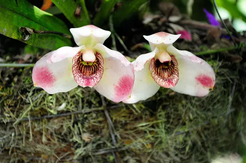 Orquideas UAM