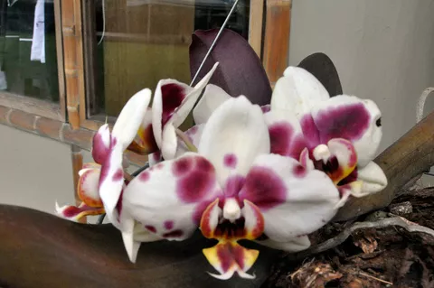 Orquideas UAM