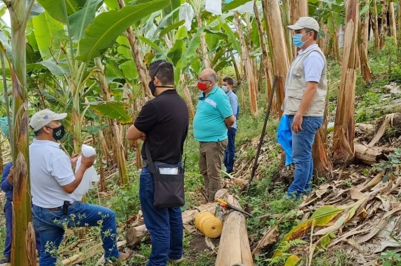 Términos de referencia - convocatorias del Ministerio de Agricultura y Desarrollo Rural