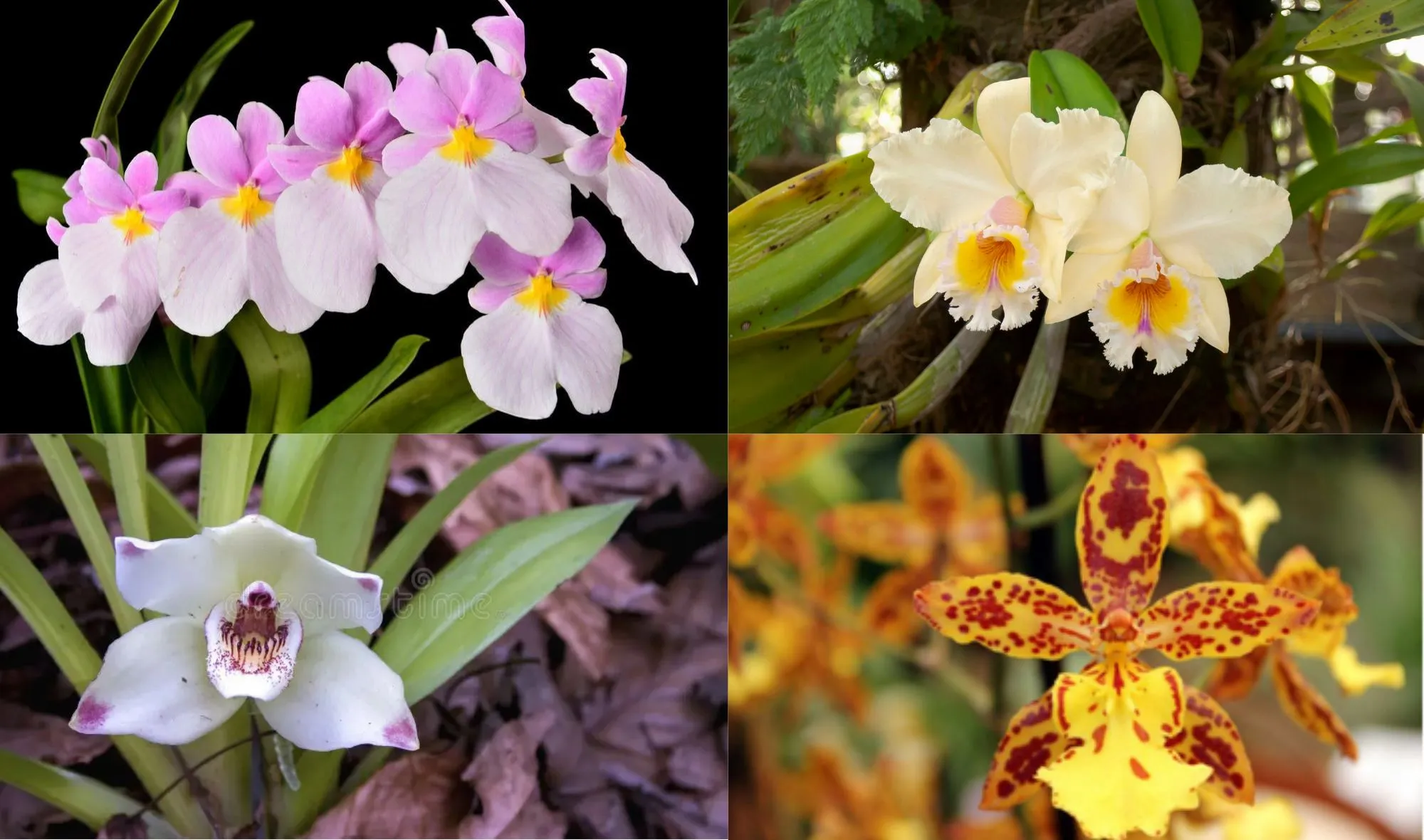 Orquídeas en Colombianas