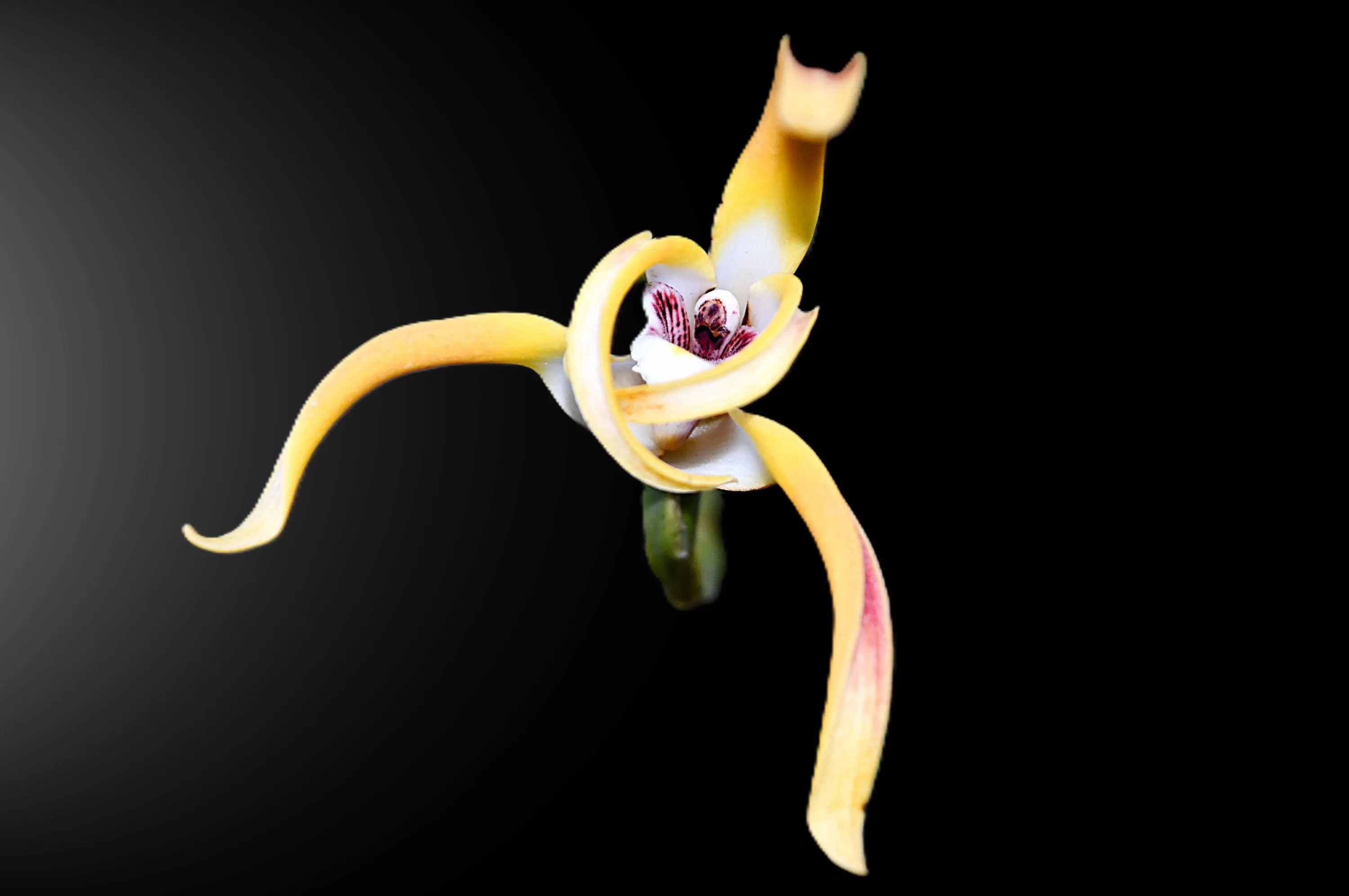 Maxillaria Longipetala
