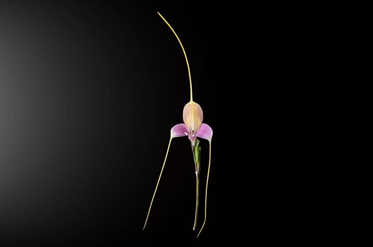 Orquídea Universidad Autónoma de Manizales