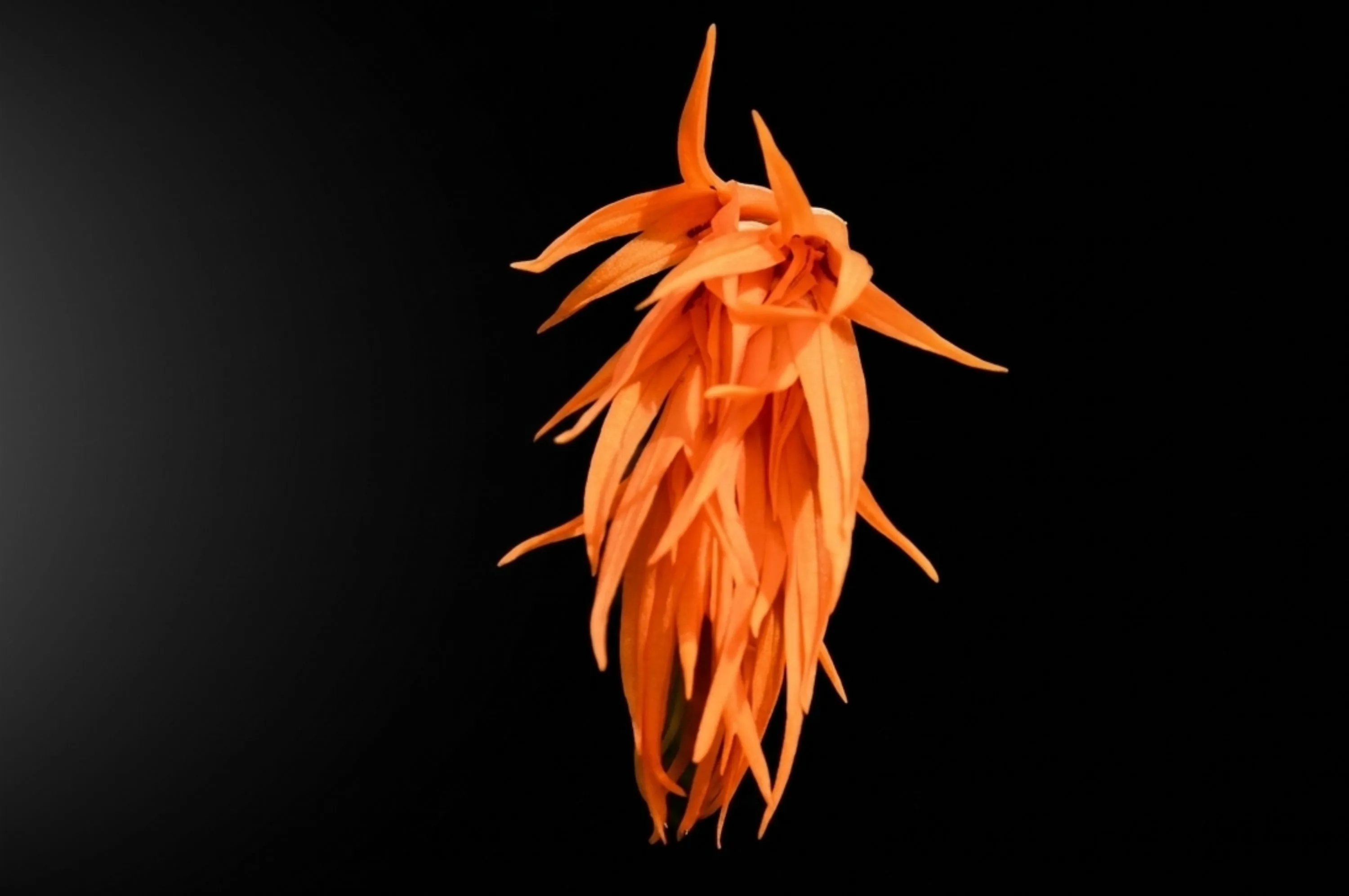 Ada aurantiaca