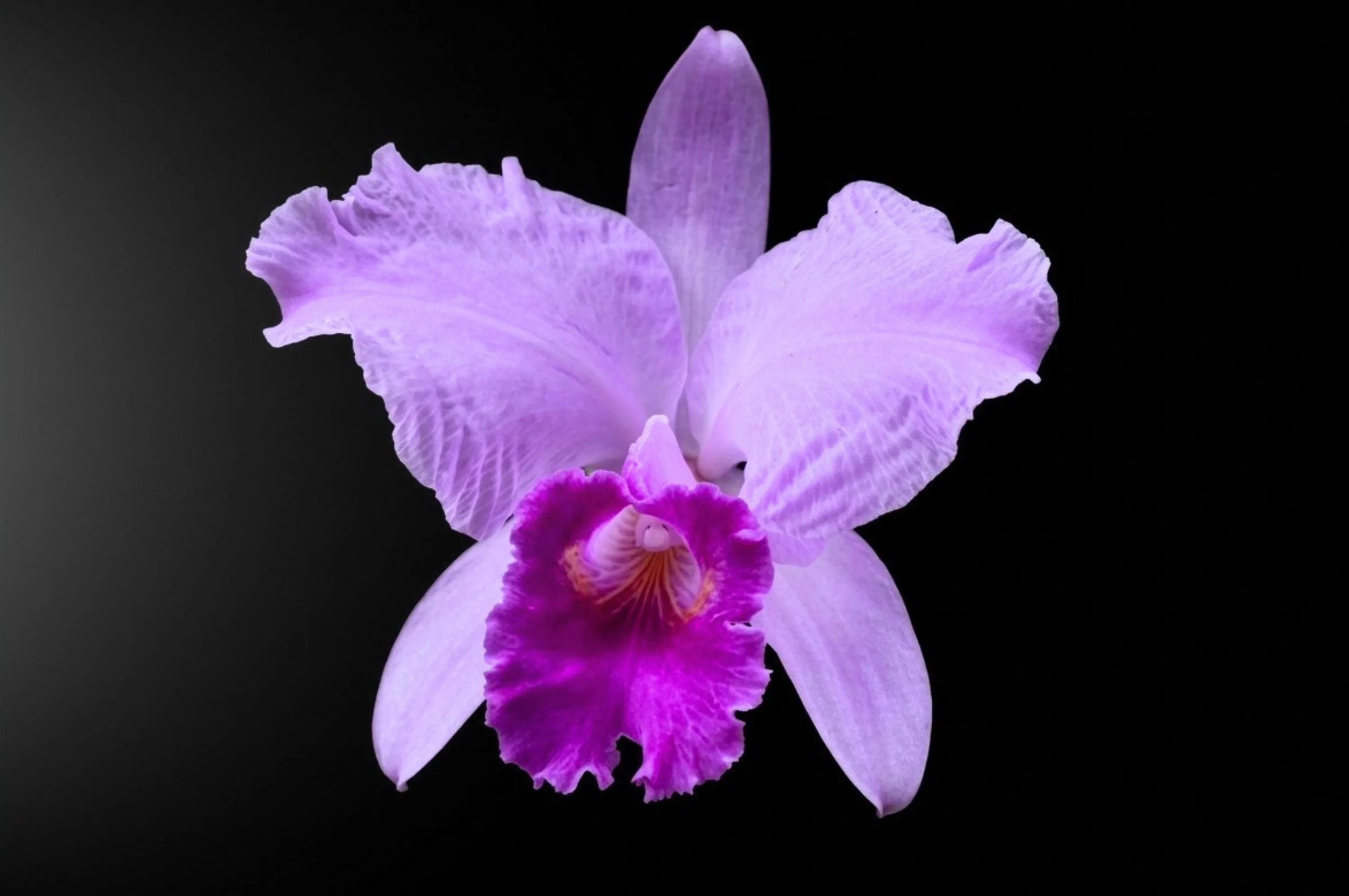 Cattleya trianae
