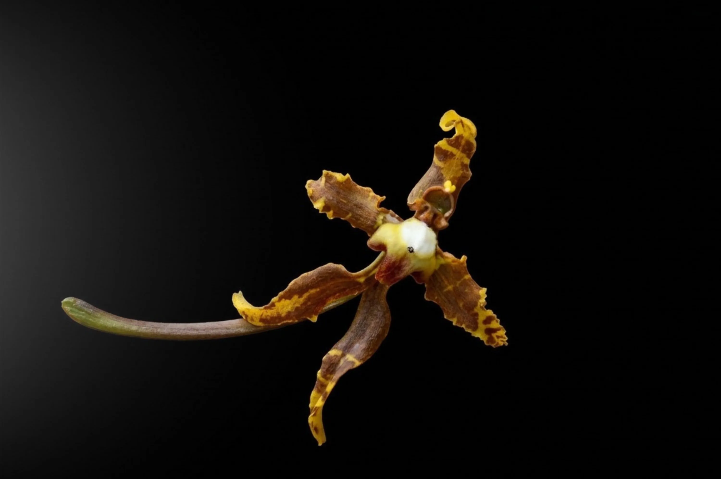 Cyrtochilum sp