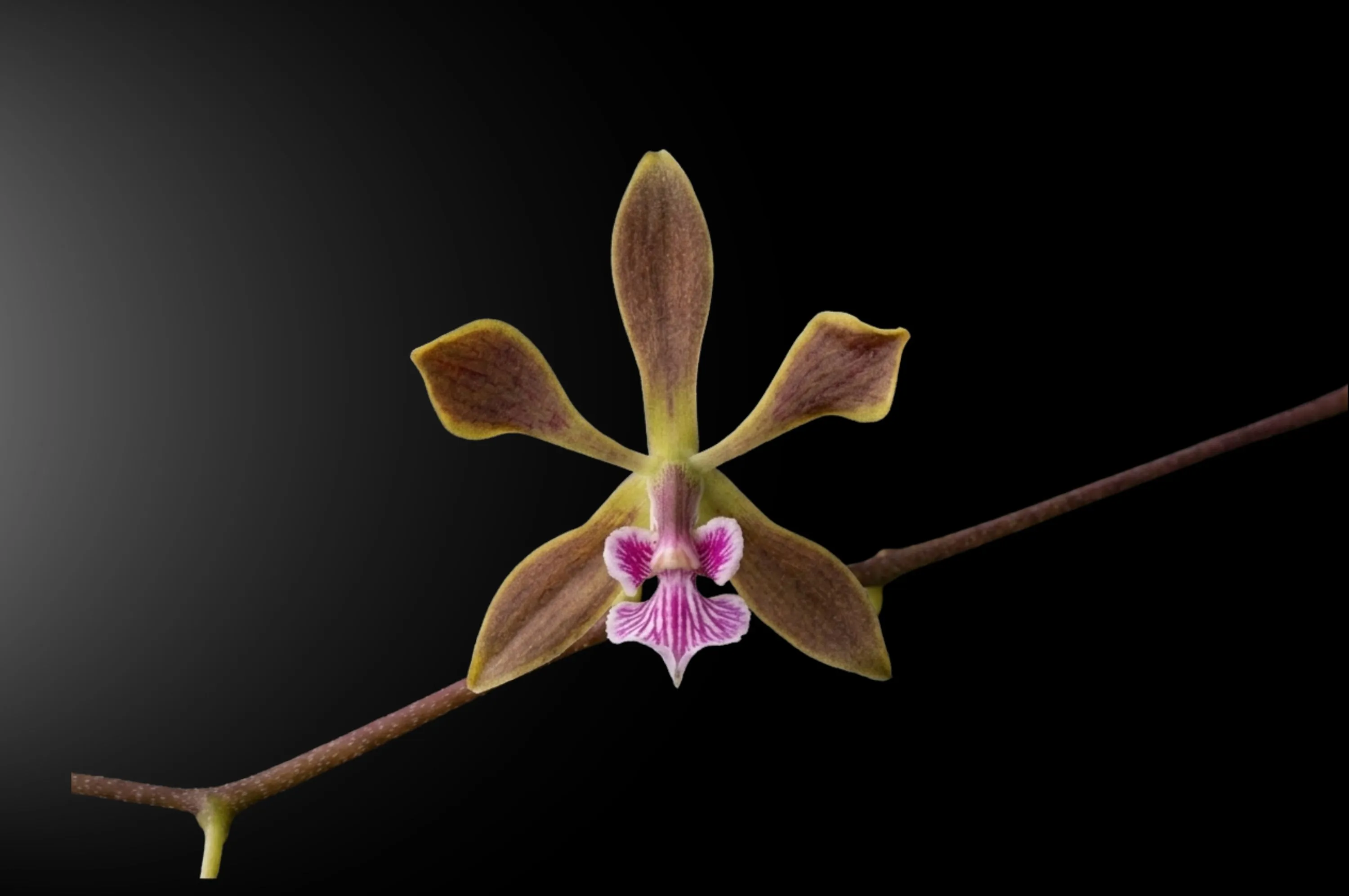 Encyclia maderoi
