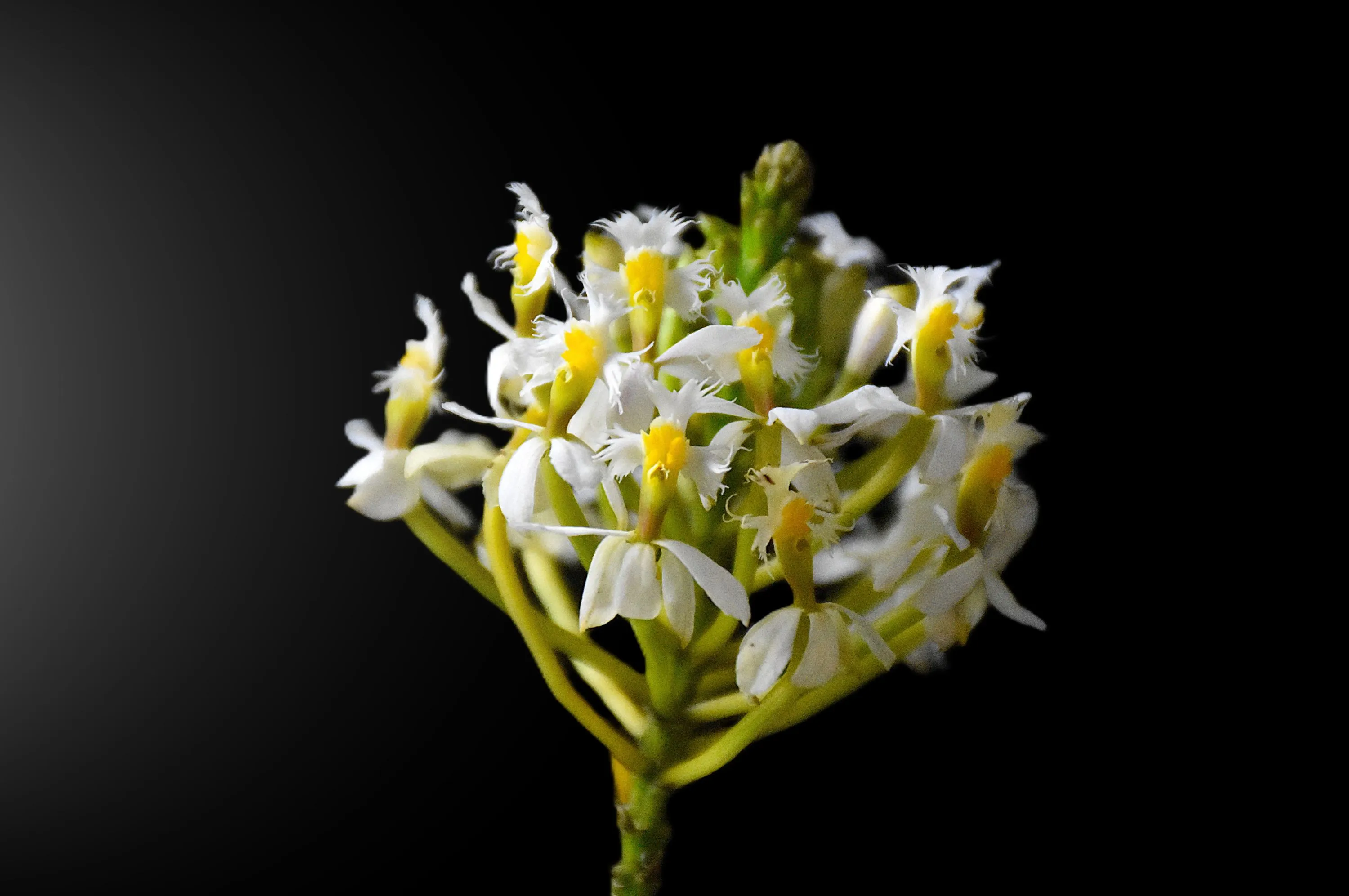 Epidendrum pacificum blanca